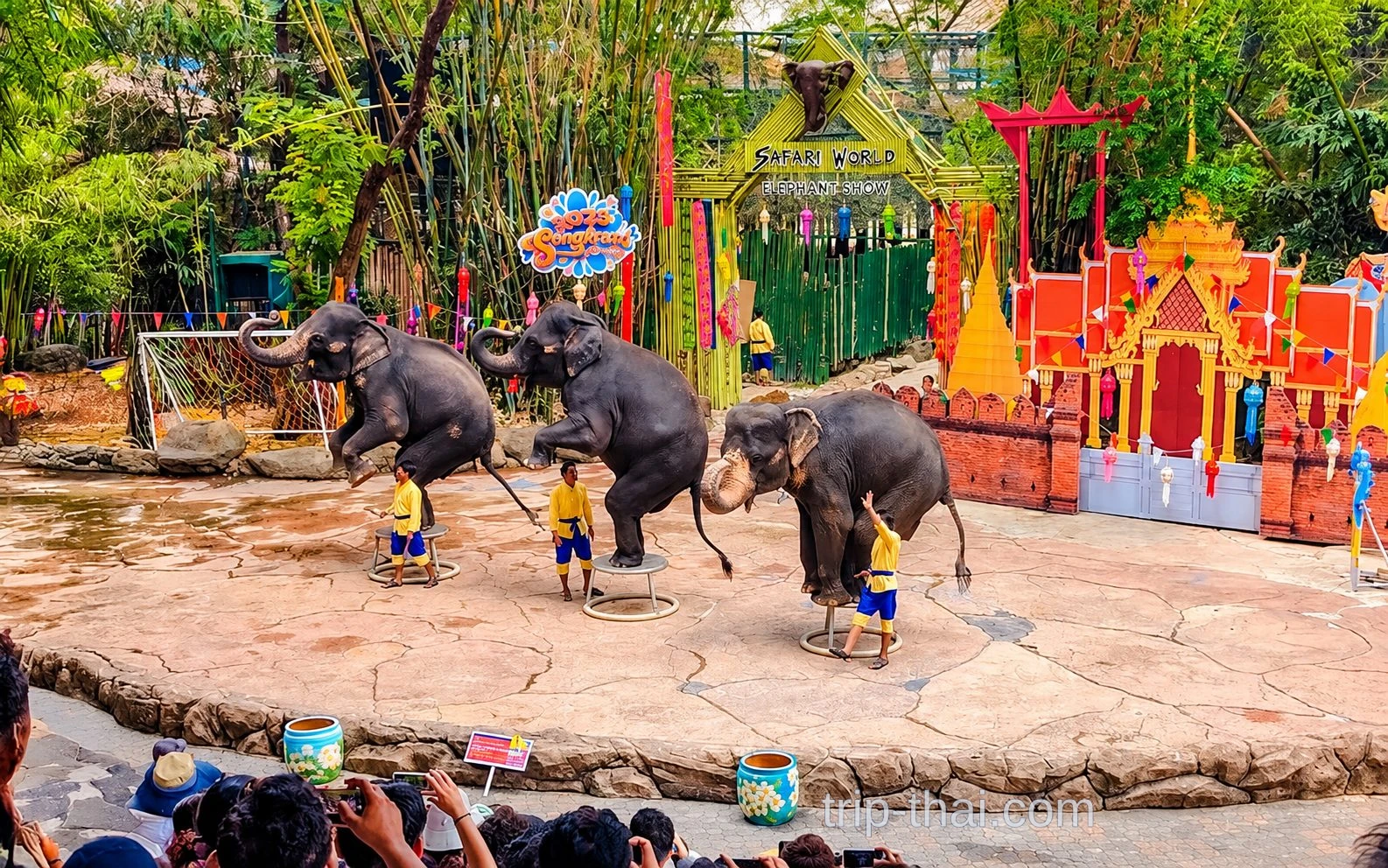 Шоу слонов на сцене Safari World