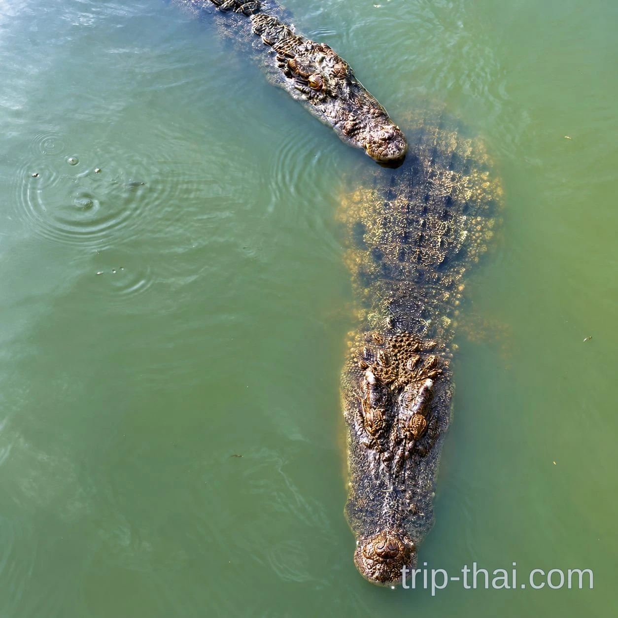 Крокодилы в зелёной воде